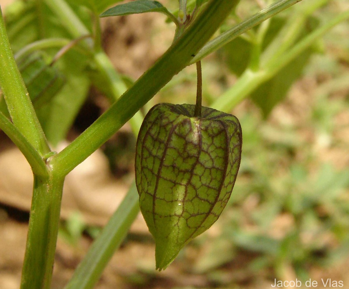Physalis angulata L.